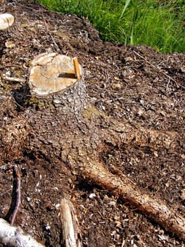 chopping wood