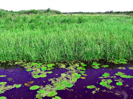 small lake on field