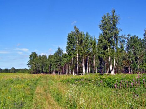 aging rural road near wood