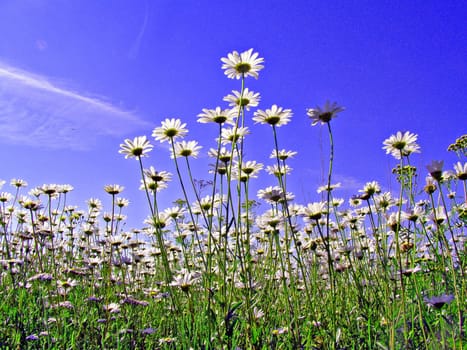 daisywheels on field