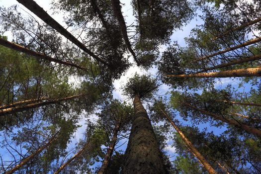 Summer pine wood.