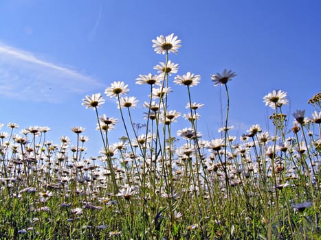 daisywheels on field