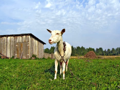 nanny goat by clinging chain