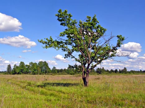 small oak on yellow autumn field