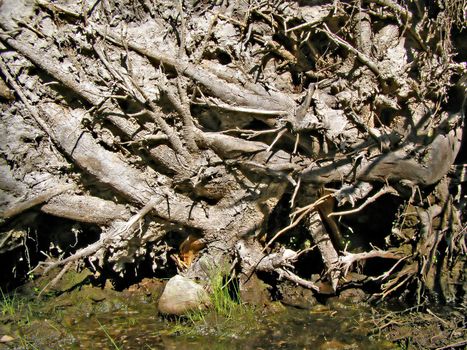 root tumbled tree