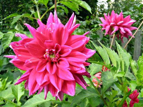 flower of the dahlia in garden