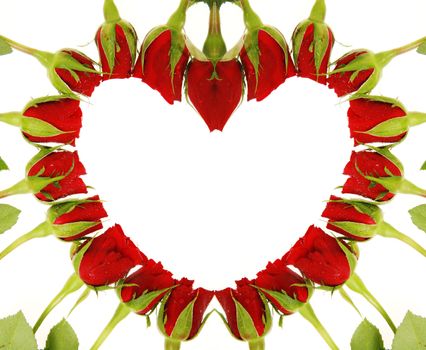 red roses forming a heart on a white background......................