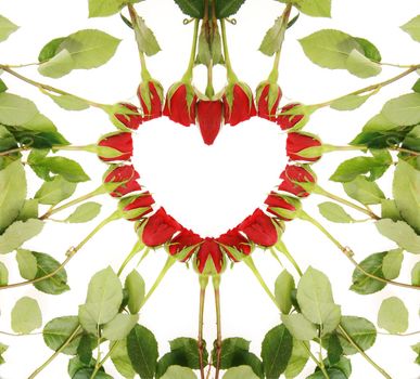 red roses forming a heart on a white background......................