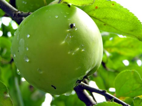 apple on branch of the aple trees