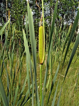 green reed in marsh