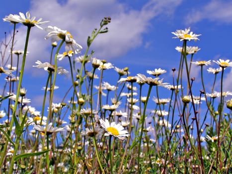 daisywheels on field