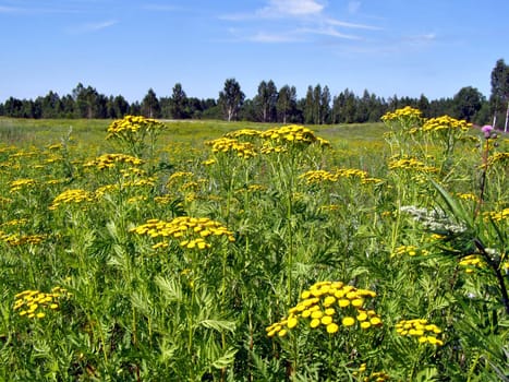 yellow autumn field