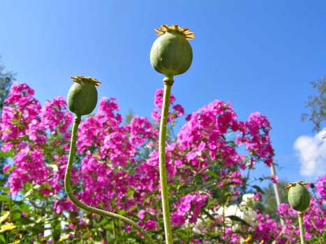 poppy and flowerses lilac in garden