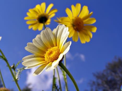 chrysanthemums in garden