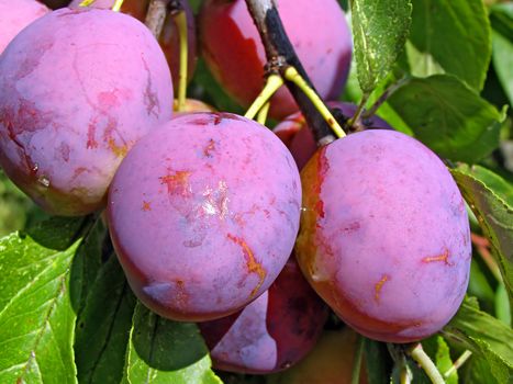 plum on branch