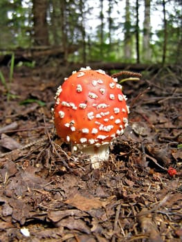 mushroom agaric