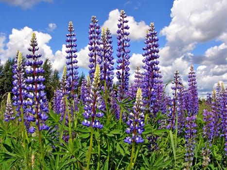 flowerses lupines on field