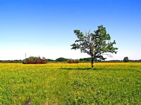 small oak on green field