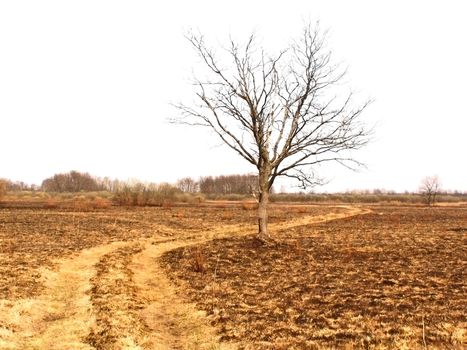 birches on field after fire