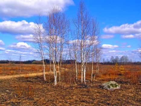 birches on field after fire