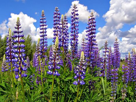 flowerses lupines on field