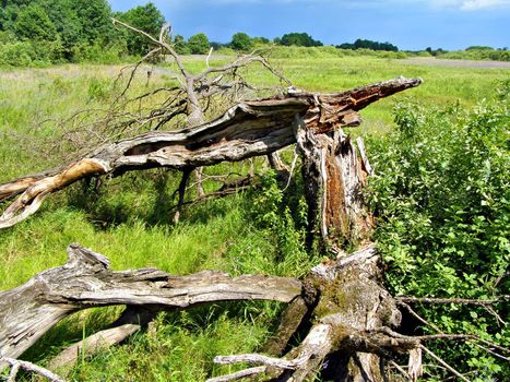 stump of the old oak