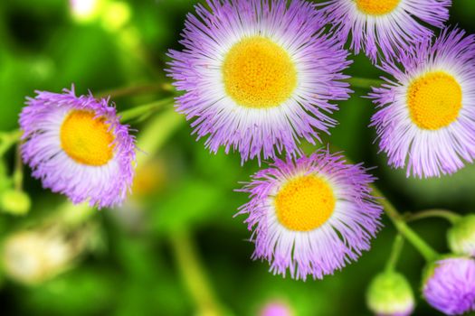 Beautiful floral background: hdr of common fleabane wildflower with contrasting purple, yellow and lush green.