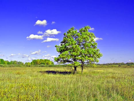 oak on field