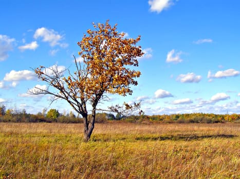 oak on field