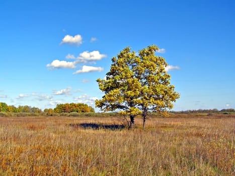 oak on field