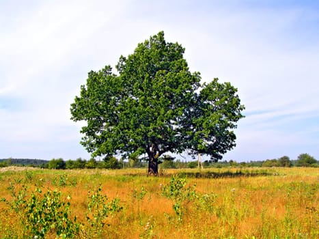 oak on field