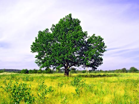 oak on field