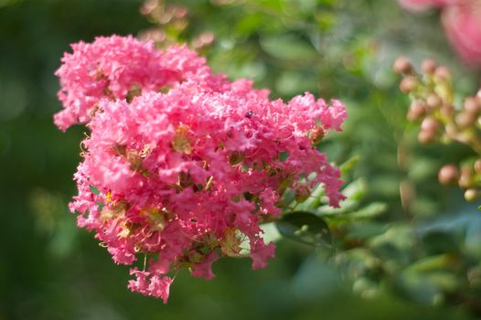 Crape myrtle flowers isolated on a green   background