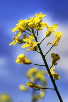 Hdr rendering of one golden yellow canola, rapeseed or colza flower contrasted by bright blue sky.