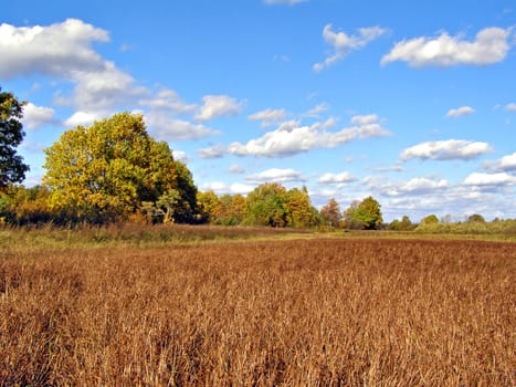 autumn wood on edge marsh