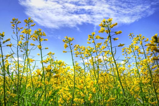 Hdr rendering of golden yellow canola rapeseed or colza flowers against the blue sky with white clouds.