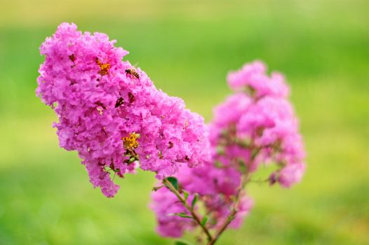 Crape myrtle flowers isolated on a green background