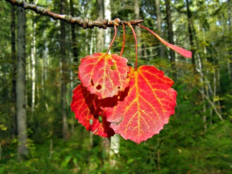 red sheet of the aspen on background green wood