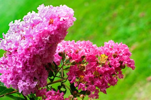 Crape myrtle flowers isolated on a green background