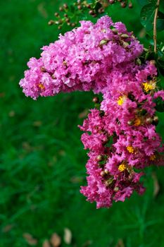 Crape myrtle flowers isolated on a green background