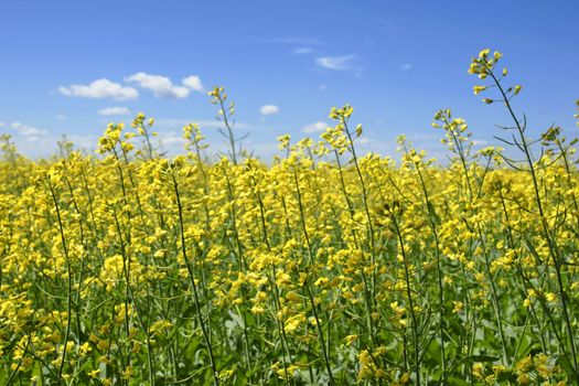 Beautiful field of canola, rapeseed or colza in yellow bloom on a sunny day, perfect rural scene or agriculture background.