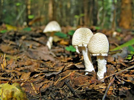 poisonous mushrooms in wood