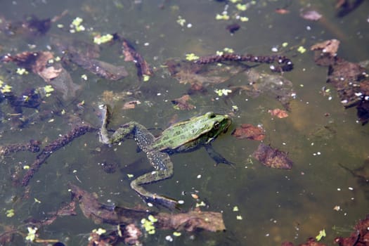 Green frog in water