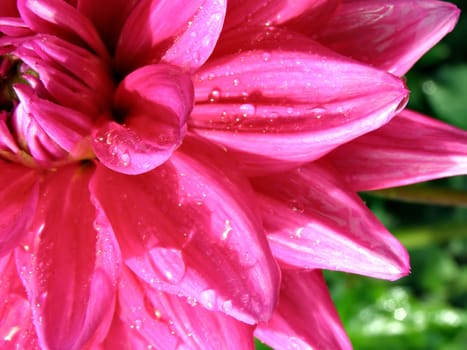 petal of the dahlia