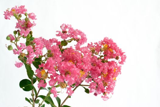 Crape myrtle flowers isolated on a white background