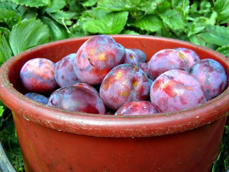 ripe plum in red pail