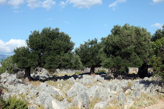 Olive grove