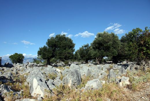Olive grove