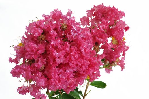 Crape myrtle flowers isolated on a white background