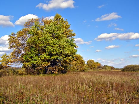 oak on field